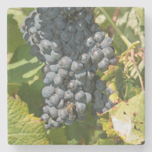 Uruguay, Montevideo, Colon-Gebiet. Bodegas Steinuntersetzer