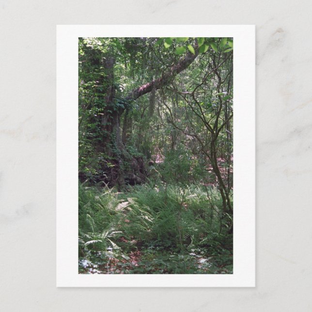 Urwald Custom Louisiana Foto Postkarte (Vorderseite)