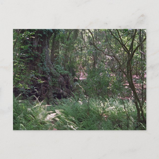 Urwald Custom Louisiana Foto Postkarten (Vorderseite)