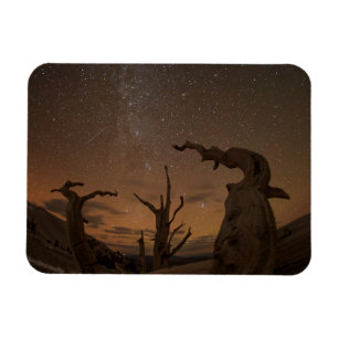 Urwald der Borstenkiefern Kalifornien Magnet