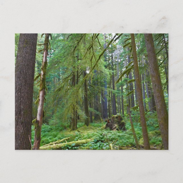Urwald Postkarte (Vorderseite)