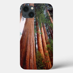 Urwaldmammutbäume iPhone 13 Hülle
