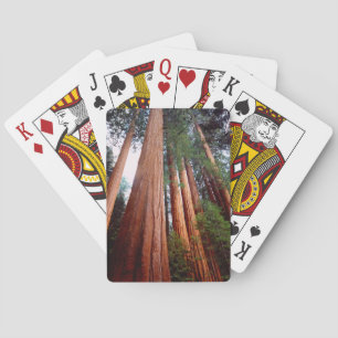 Urwaldmammutbäume Spielkarten