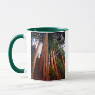 Urwaldmammutbäume Tasse