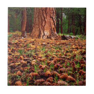 Urwüchsiger Ponderosa-Baum mit Kiefernzapfen Fliese