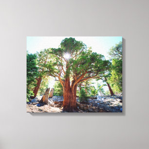 Urwüchsiger Wacholderbaum in der Sierra Leinwanddruck