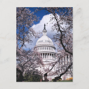 US-Hauptstadt mit Kirschblüten, Washington DC Postkarte
