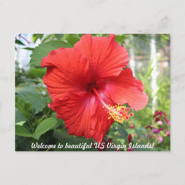 US-Jungfrau-Inseln - Hibiskus Postkarte (Vorderseite)