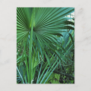 US Jungfrau Islands, St. Thomas, Tropical Blätter Postkarte