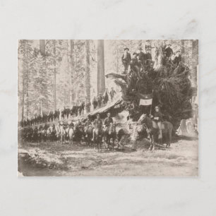 US-Kavallerie schützt Nationalparks Postkarte