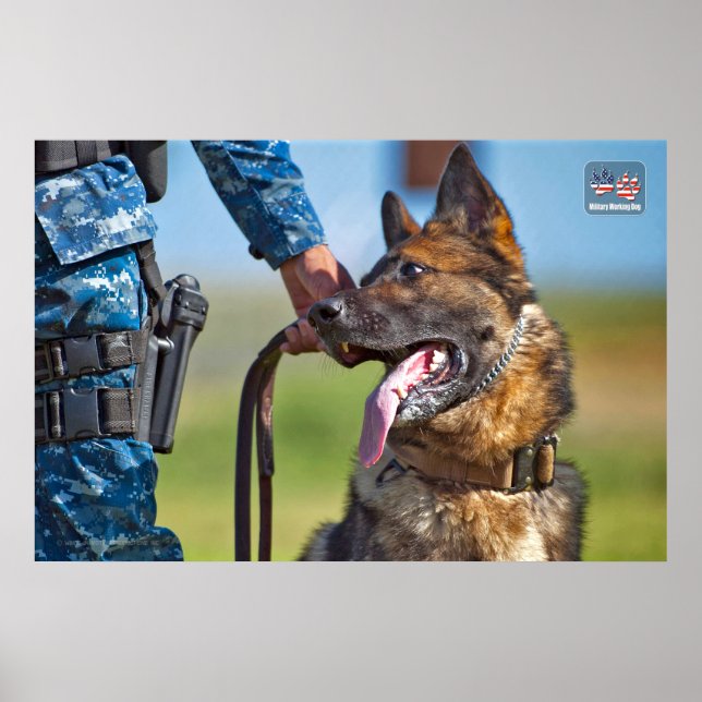 US-MILITÄRISCHER ARBEITSHUND POSTER (Vorne)