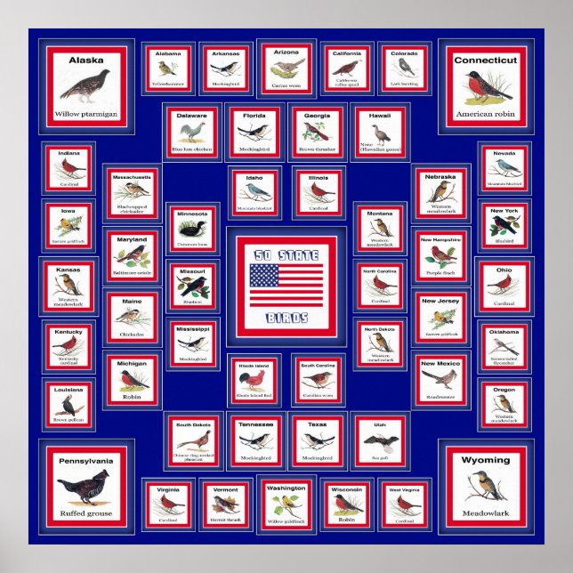 USA 50 STAAT BIRDS BLUE/552 POSTER (Vorne)