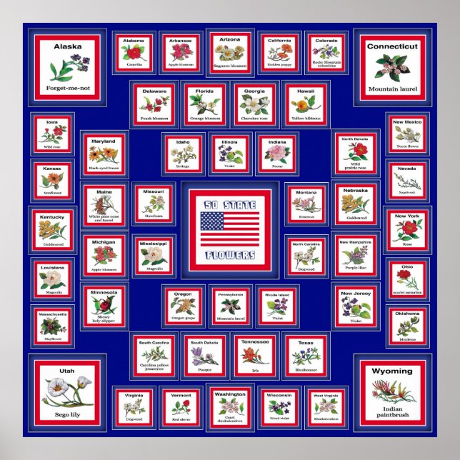 USA 50 STAAT BLUME BLUE/558 POSTER (Vorne)