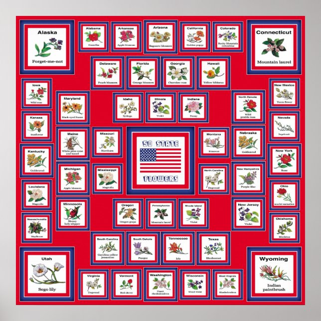 USA 50 STAAT BLUME RED/560 POSTER (Vorne)