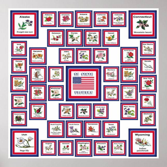 USA 50 STAAT BLUME WHITE/559 POSTER (Vorne)