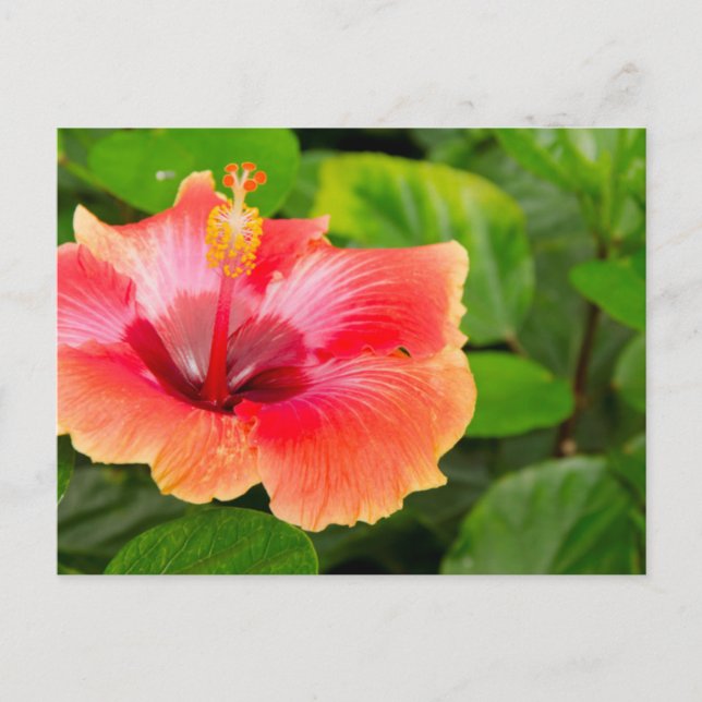 USA, Alabama, Theodore Near Mobile 4 Postkarte (Vorderseite)