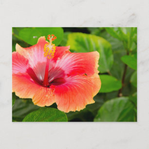 USA, Alabama, Theodore Near Mobile 4 Postkarte