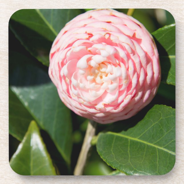 USA, Alabama, Theodore Near Mobile Getränkeuntersetzer (Vorderseite)