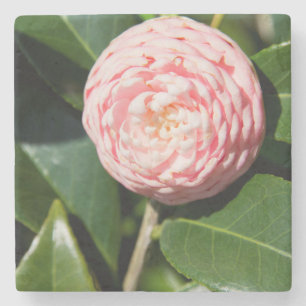 USA, Alabama, Theodore Near Mobile Steinuntersetzer