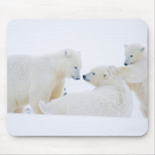 USA, Alaska, 1002 Küstenebene der Arktis Mousepad