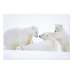 USA, Alaska, 1002 Küstenlinie Schlicht der Arktis Fotodruck