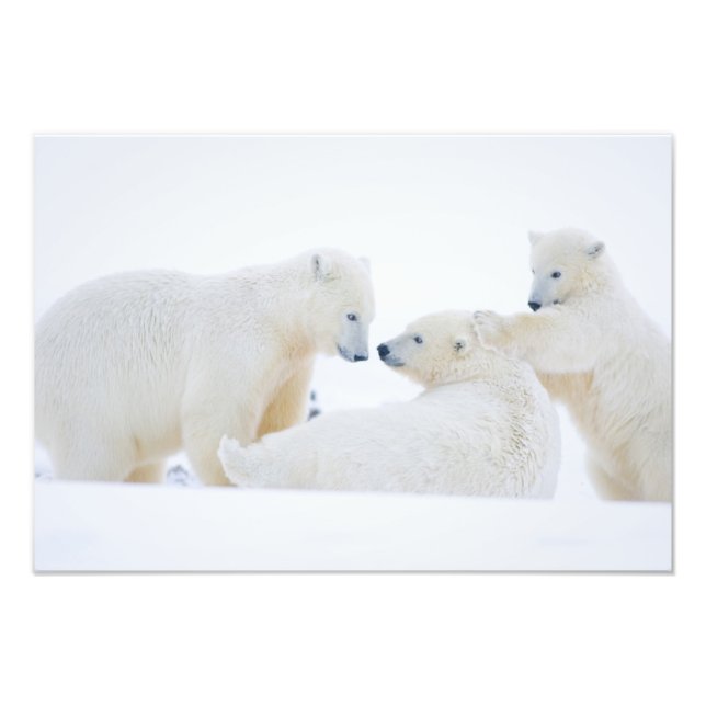 USA, Alaska, 1002 Küstenlinie Schlicht der Arktis Fotodruck (Vorne)