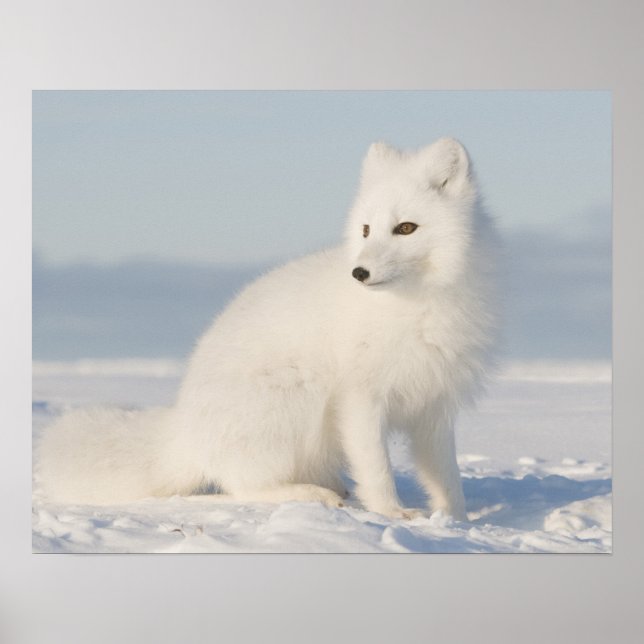 USA, Alaska, 1002 Küstenlinie Schlicht der Arktis  Poster (Vorne)