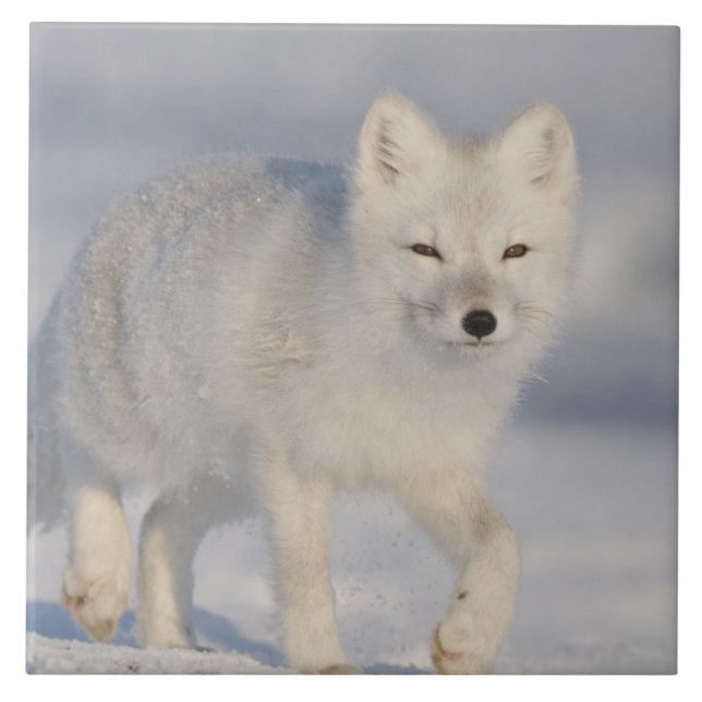 USA, Alaska, 1002 Küstenlinie Schlicht des ANWR. A Fliese (Vorderseite)