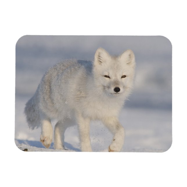 USA, Alaska, 1002 Küstenlinie Schlicht des ANWR. A Magnet (Horizontal)