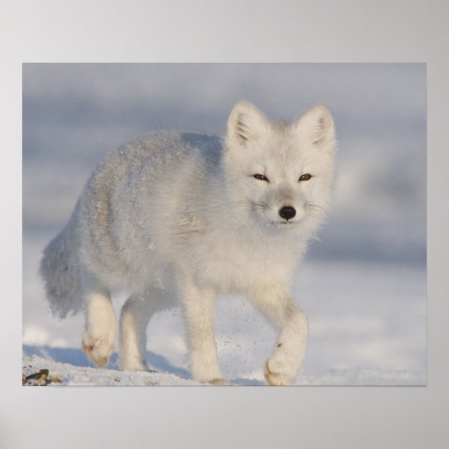 USA, Alaska, 1002 Küstenlinie Schlicht des ANWR. A Poster (Vorne)