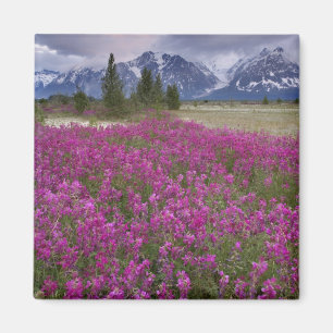 USA, Alaska, Alsek-Flusstal. Blick auf Magnet