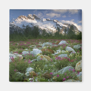 USA, Alaska, Alsek-Tatshenshini Wilderness. Ansehe Magnet