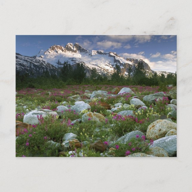 USA, Alaska, Alsek-Tatshenshini Wilderness. Ansehe Postkarte (Vorderseite)