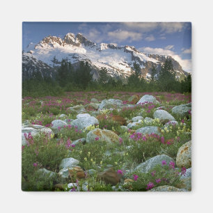 USA, Alaska, Alsek-Tatshenshini-Wilderness. Ansich Magnet