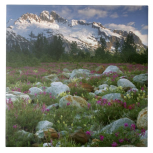 USA, Alaska, Alsek-Tatshenshini-Wildernessgebiet. Fliese