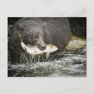 USA, Alaska, Anan Creek. Nahaufnahme eines Schwarz Postkarte