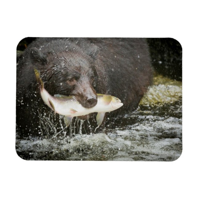 USA, Alaska, Anan Creek. Naher Schwarzer Bär Magnet (Horizontal)