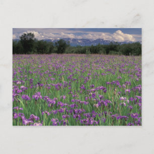 USA, Alaska, Anchorage, Eklutna Postkarte