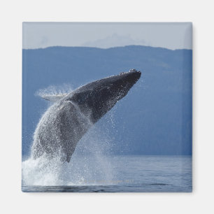 USA, Alaska, Angoon, Buckel-Wal (Megaptera Magnet