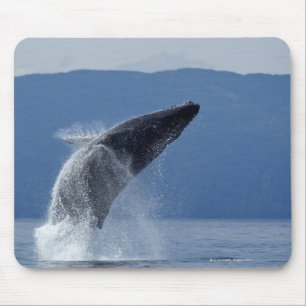 USA, Alaska, Angoon, Buckel-Wal (Megaptera Mousepad