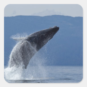 USA, Alaska, Angoon, Humpback Whale (Megaptera) Quadratischer Aufkleber