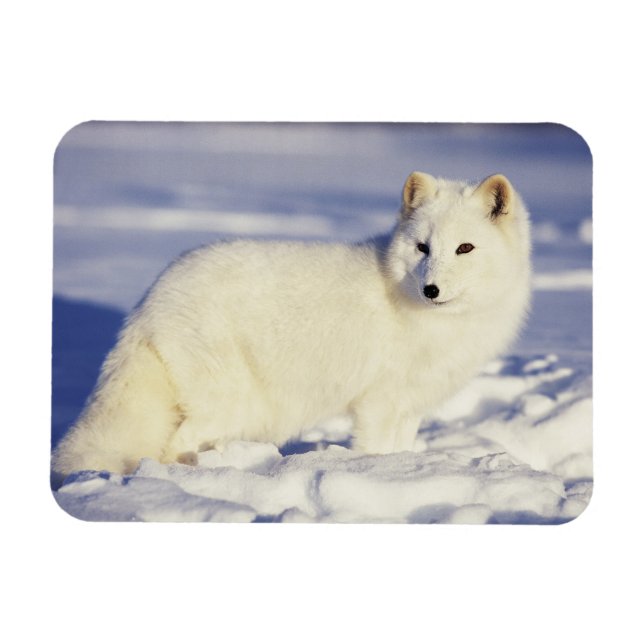 USA, Alaska. Arktischer Fuchs im Wintermantel Magnet (Horizontal)