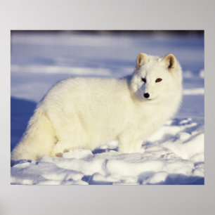 USA, Alaska. Arktischer Fuchs im Wintermantel. Poster