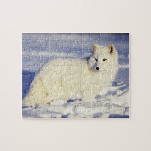 USA, Alaska. Arktischer Fuchs im Wintermantel Puzzle (Horizontal)