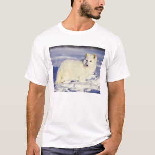USA, Alaska. Arktischer Fuchs im Wintermantel T-Shirt