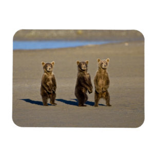USA. Alaska. Bärenjungen Magnet
