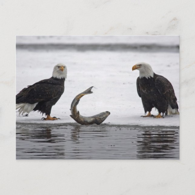 USA, Alaska, Chilkat Bald Eagle Preserve. Paar Postkarte (Vorderseite)