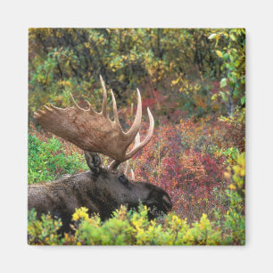 USA, Alaska, Denali-Nationalpark, Bull Moose Magnet