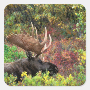 USA, Alaska, Denali-Nationalpark, Bull Moose Quadratischer Aufkleber