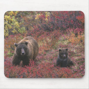 USA, Alaska, Denali-Nationalpark. Grizzlybär Mousepad